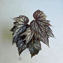 Load image into Gallery viewer, #W24 Begonia Bewitched Silver