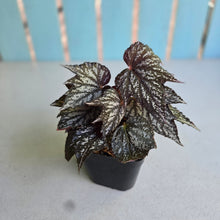 Load image into Gallery viewer, #W24 Begonia Bewitched Silver