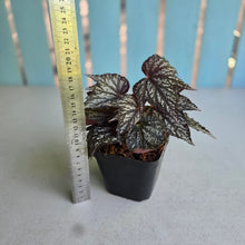 Load image into Gallery viewer, #W24 Begonia Bewitched Silver
