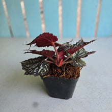 Load image into Gallery viewer, #W24 Begonia Bewitched Silver