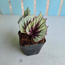 Load image into Gallery viewer, #W70 Begonia Evening Glow