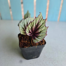 Load image into Gallery viewer, #W70 Begonia Evening Glow