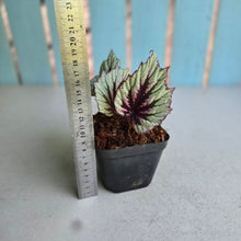 Load image into Gallery viewer, #W70 Begonia Evening Glow