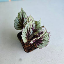 Load image into Gallery viewer, #W70 Begonia Evening Glow