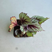 Load image into Gallery viewer, #W70 Begonia Evening Glow