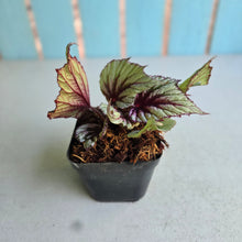 Load image into Gallery viewer, #W70 Begonia Evening Glow