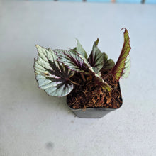 Load image into Gallery viewer, #W70 Begonia Evening Glow