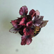Load image into Gallery viewer, #W77 Begonia Red Kiss