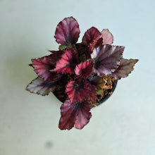 Load image into Gallery viewer, #W77 Begonia Red Kiss