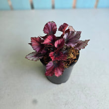 Load image into Gallery viewer, #W77 Begonia Red Kiss