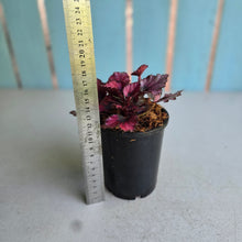 Load image into Gallery viewer, #W77 Begonia Red Kiss