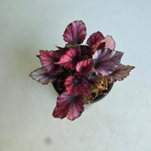 Load image into Gallery viewer, #W77 Begonia Red Kiss
