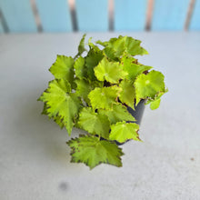 Load image into Gallery viewer, #G20 Begonia Party Dress