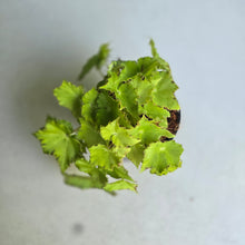 Load image into Gallery viewer, #G20 Begonia Party Dress