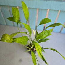 Load image into Gallery viewer, #B93 Spathiphyllum Neon Gold