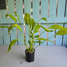 Load image into Gallery viewer, #B93 Spathiphyllum Neon Gold