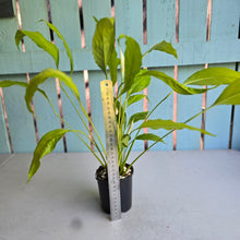 Load image into Gallery viewer, #B93 Spathiphyllum Neon Gold