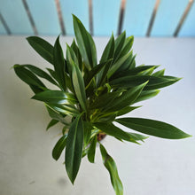 Load image into Gallery viewer, #M94 Philodendron Little Phil