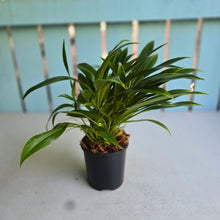 Load image into Gallery viewer, #M94 Philodendron Little Phil