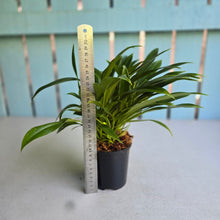 Load image into Gallery viewer, #M94 Philodendron Little Phil