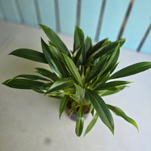 Load image into Gallery viewer, #M94 Philodendron Little Phil