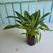 Load image into Gallery viewer, #M94 Philodendron Little Phil