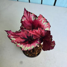 Load image into Gallery viewer, #H38 Begonia Kotobuki