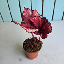 Load image into Gallery viewer, #H38 Begonia Kotobuki