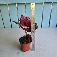 Load image into Gallery viewer, #H38 Begonia Kotobuki