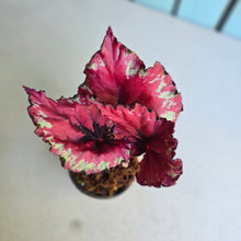 Load image into Gallery viewer, #H38 Begonia Kotobuki