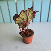Load image into Gallery viewer, #H38 Begonia Kotobuki