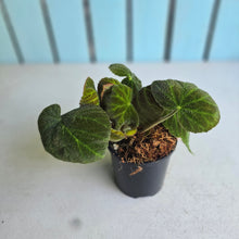 Load image into Gallery viewer, #J1 Begonia Unknown