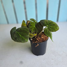 Load image into Gallery viewer, #J1 Begonia Unknown