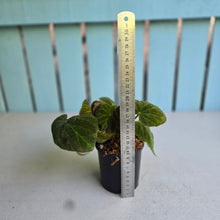 Load image into Gallery viewer, #J1 Begonia Unknown