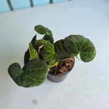 Load image into Gallery viewer, #J1 Begonia Unknown