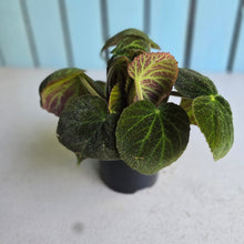 Load image into Gallery viewer, #J1 Begonia Unknown