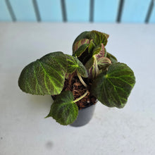 Load image into Gallery viewer, #J1 Begonia Unknown