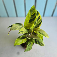 Load image into Gallery viewer, #W33 Calathea Yellow Fusion