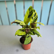 Load image into Gallery viewer, #W33 Calathea Yellow Fusion