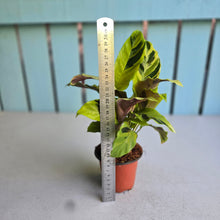 Load image into Gallery viewer, #W33 Calathea Yellow Fusion
