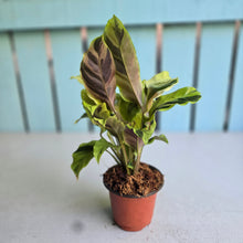 Load image into Gallery viewer, #W33 Calathea Yellow Fusion