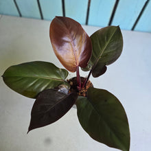 Load image into Gallery viewer, #H59 Philodendron McColley's Finale
