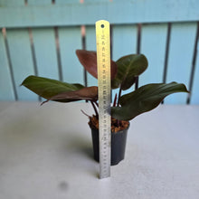 Load image into Gallery viewer, #H59 Philodendron McColley's Finale