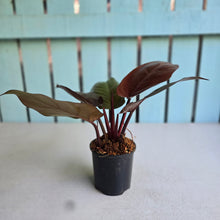 Load image into Gallery viewer, #H59 Philodendron McColley's Finale