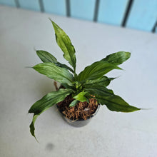 Load image into Gallery viewer, #W8 Spathiphyllum Platinum Mist