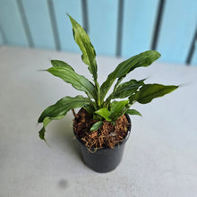 Load image into Gallery viewer, #W8 Spathiphyllum Platinum Mist