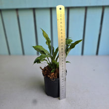 Load image into Gallery viewer, #W8 Spathiphyllum Platinum Mist