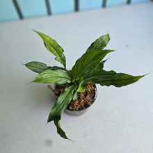 Load image into Gallery viewer, #W8 Spathiphyllum Platinum Mist