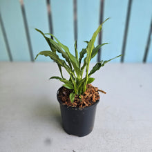 Load image into Gallery viewer, #W8 Spathiphyllum Platinum Mist