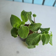 Load image into Gallery viewer, #W60 Episcia Blue Heaven